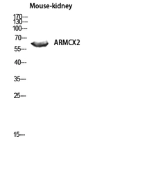 Anti-ARMCX2 antibody used in Western Blot (WB). GTX34038