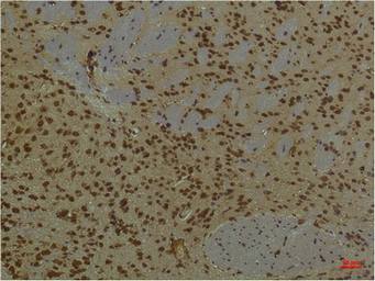 Anti-HIF1 beta antibody [4C5] used in IHC (Paraffin sections) (IHC-P). GTX34039