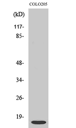 Anti-ATP5I antibody used in Western Blot (WB). GTX34050