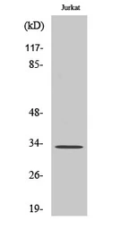Anti-ATPAF2 antibody used in Western Blot (WB). GTX34051