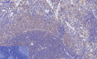Anti-Bax antibody [6F11] used in IHC (Paraffin sections) (IHC-P). GTX34052
