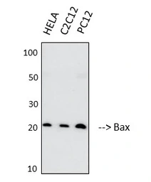 Anti-Bax antibody [6F11] used in Western Blot (WB). GTX34052