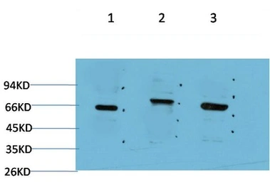 Anti-Beclin 1 antibody [5C2] used in Western Blot (WB). GTX34055