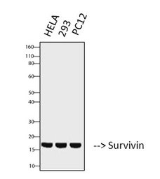 Anti-Survivin antibody [Mix] used in Western Blot (WB). GTX34059