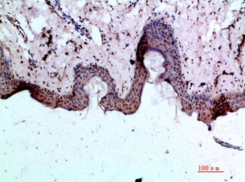 Anti-BMP1 antibody used in IHC (Paraffin sections) (IHC-P). GTX34060