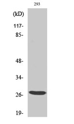 Anti-BRMS1 antibody used in Western Blot (WB). GTX34063