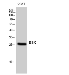 Anti-BSX antibody used in Western Blot (WB). GTX34066