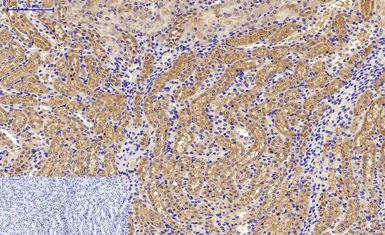 Anti-LC3A antibody [5G10] used in IHC (Paraffin sections) (IHC-P). GTX34067