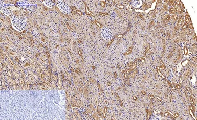 Anti-LC3A antibody [5G10] used in IHC (Paraffin sections) (IHC-P). GTX34067