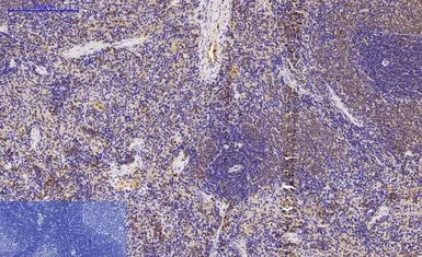 Anti-LC3A antibody [5G10] used in IHC (Paraffin sections) (IHC-P). GTX34067
