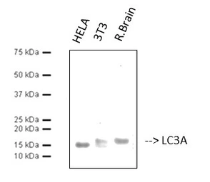 Anti-LC3A antibody [5G10] used in Western Blot (WB). GTX34067