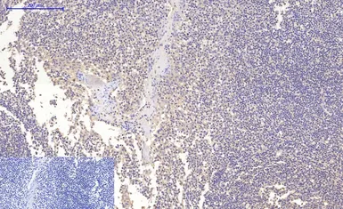Anti-MAP2 antibody [7D4] used in IHC (Paraffin sections) (IHC-P). GTX34069