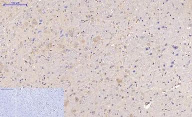 Anti-MAP2 antibody [7D4] used in IHC (Paraffin sections) (IHC-P). GTX34069