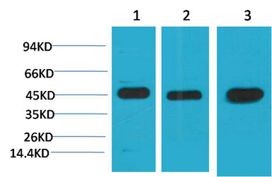 Anti-MEK2 antibody [2C3] used in Western Blot (WB). GTX34070