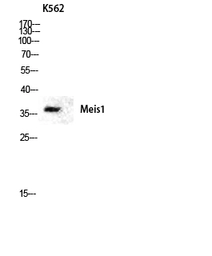 Anti-MEIS1 antibody used in Western Blot (WB). GTX34075