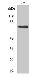 Anti-Midline-1 antibody used in Western Blot (WB). GTX34076