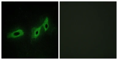 Anti-Midline-1 antibody used in Immunocytochemistry/ Immunofluorescence (ICC/IF). GTX34076
