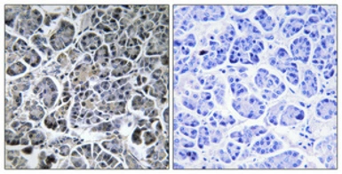 Anti-MOBKL2C antibody used in IHC (Paraffin sections) (IHC-P). GTX34082