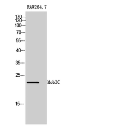 Anti-MOBKL2C antibody used in Western Blot (WB). GTX34082