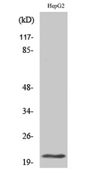 Anti-MRPL41 antibody used in Western Blot (WB). GTX34088