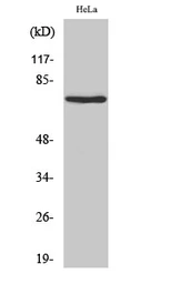 Anti-NFE2L3 antibody used in Western Blot (WB). GTX34097