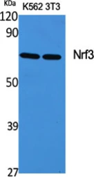 Anti-NFE2L3 antibody used in Western Blot (WB). GTX34097