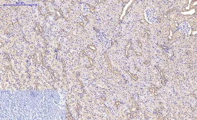 Anti-IKB beta antibody [1F3] used in IHC (Paraffin sections) (IHC-P). GTX34098