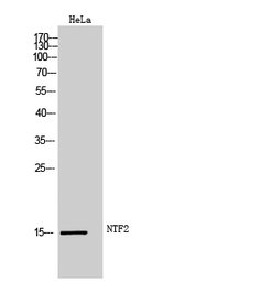 Anti-NTF2 antibody used in Western Blot (WB). GTX34105
