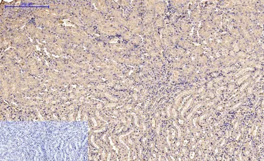 Anti-alpha Smooth Muscle Actin antibody [6A12] used in IHC (Paraffin sections) (IHC-P). GTX34111