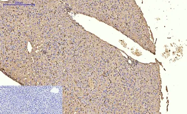 Anti-alpha Smooth Muscle Actin antibody [6A12] used in IHC (Paraffin sections) (IHC-P). GTX34111
