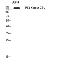 Anti-PI3 kinase C2 gamma antibody used in Western Blot (WB). GTX34121