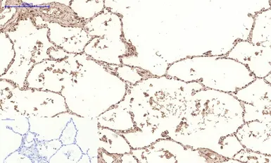 Anti-PPAR delta antibody [2F9] used in IHC (Paraffin sections) (IHC-P). GTX34133