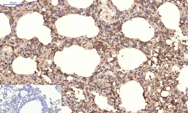 Anti-PPAR delta antibody [2F9] used in IHC (Paraffin sections) (IHC-P). GTX34133