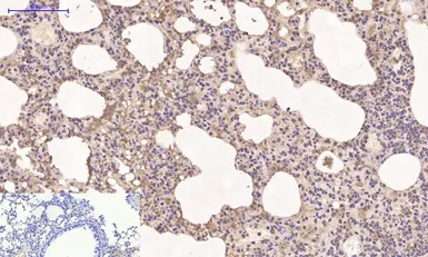 Anti-Cyclophilin B antibody [2B10] used in IHC (Paraffin sections) (IHC-P). GTX34135