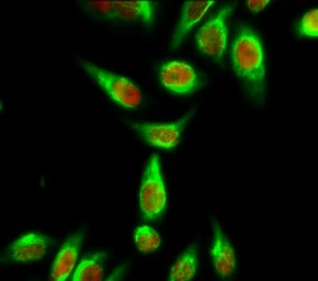 Anti-Cyclophilin B antibody [2B10] used in Immunocytochemistry/ Immunofluorescence (ICC/IF). GTX34135