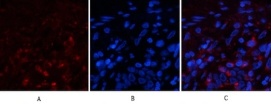 Anti-Cyclophilin B antibody [2B10] used in Immunohistochemistry (IHC). GTX34135