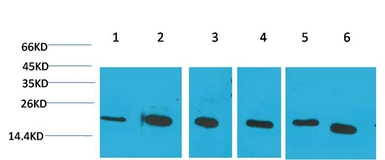 Anti-Cyclophilin B antibody [1B3] used in Western Blot (WB). GTX34136