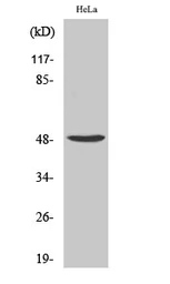 Anti-PRIM1 antibody used in Western Blot (WB). GTX34140