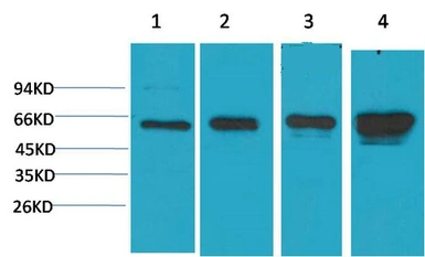 Anti-AMPK alpha 1 antibody [5G11] used in Western Blot (WB). GTX34141