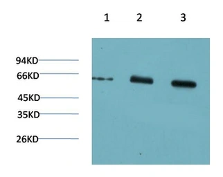 Anti-AMPK alpha 1 antibody [9G3] used in Western Blot (WB). GTX34142
