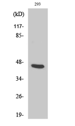 Anti-PSMD11 antibody used in Western Blot (WB). GTX34149