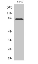 Anti-RBAK antibody used in Western Blot (WB). GTX34156