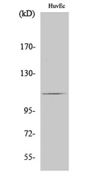 Anti-RIN3 antibody used in Western Blot (WB). GTX34163