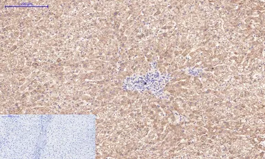 Anti-Caspase 3 antibody [5E1] used in IHC (Paraffin sections) (IHC-P). GTX34164