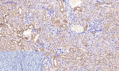 Anti-Caspase 3 antibody [5E1] used in IHC (Paraffin sections) (IHC-P). GTX34164
