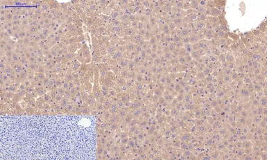 Anti-Caspase 3 antibody [5E1] used in IHC (Paraffin sections) (IHC-P). GTX34164