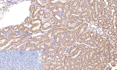 Anti-Caspase 3 antibody [5E1] used in IHC (Paraffin sections) (IHC-P). GTX34164