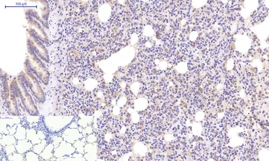 Anti-Caspase 3 antibody [5E1] used in IHC (Paraffin sections) (IHC-P). GTX34164