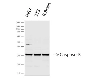 Anti-Caspase 3 antibody [5E1] used in Western Blot (WB). GTX34164