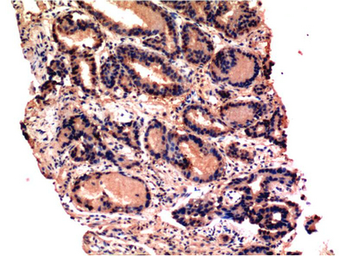 Anti-Caspase 3 antibody [4B8] used in IHC (Paraffin sections) (IHC-P). GTX34165
